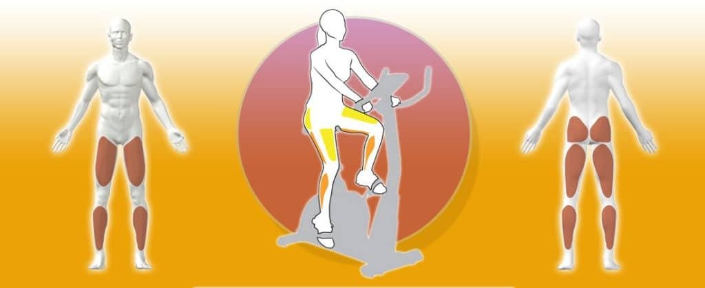 Quais Músculos a Bicicleta Ergométrica Trabalha